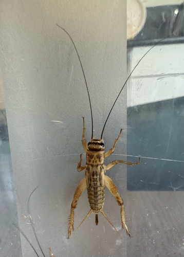 House Cricket