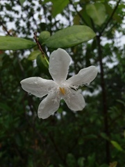 Wrightia antidysenterica