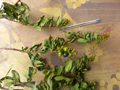 Ximenia americana