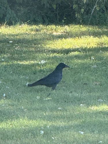 American Crow