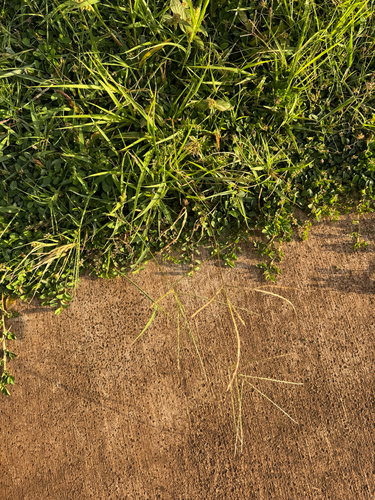 Digitaria ciliaris observed 2026-09-29