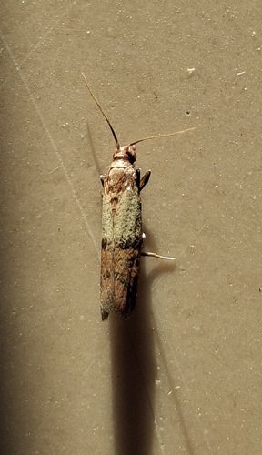 Indian-Meal Moth
