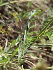 Astragalus flexuosus