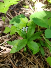 Moehringia