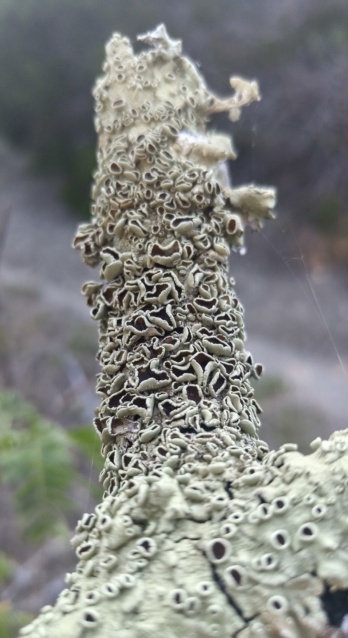 Flavoparmelia rutidota image