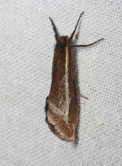 Fraus pteromela