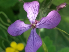 Lunaria annua
