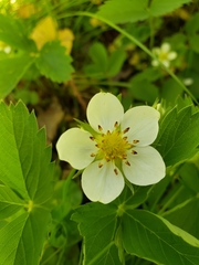 Fragaria viridis