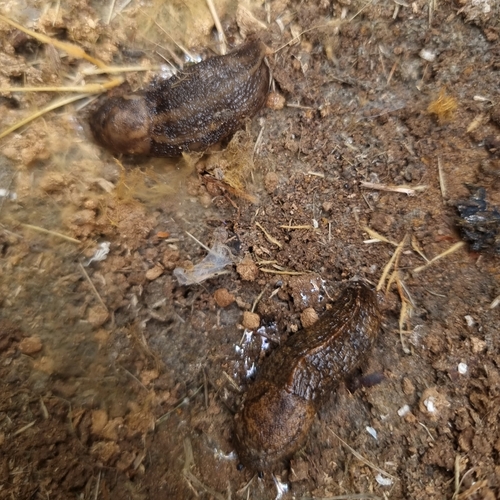 Tandonia budapestensis observed 2026-09-29