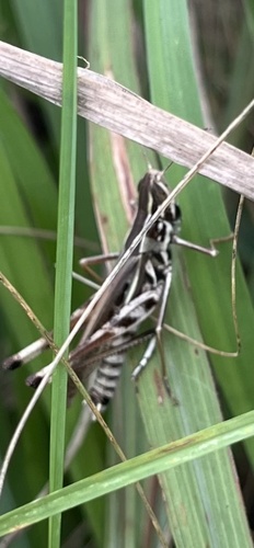 Admirable Grasshopper