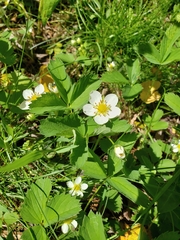 Fragaria viridis