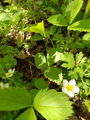 Fragaria viridis