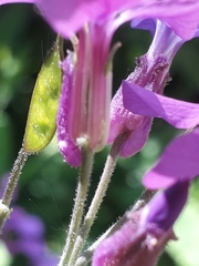 Lunaria annua