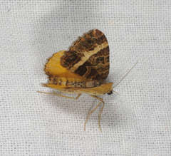 Chrysolarentia vicissata