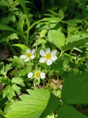 Fragaria viridis