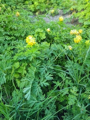 Corydalis nobilis