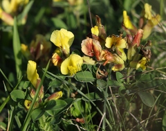 Chamaecytisus hirsutus