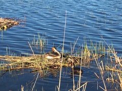 Podiceps cristatus