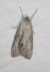 Chlenias stenosticha