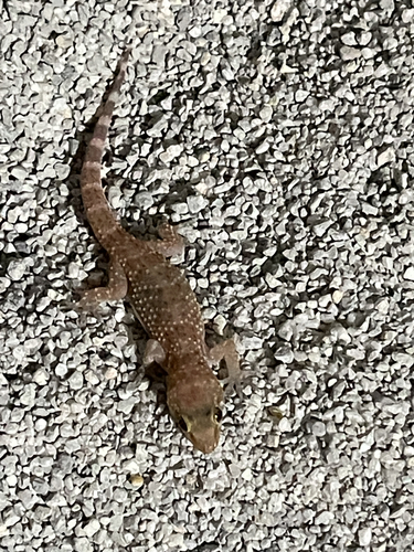 Mediterranean House Gecko
