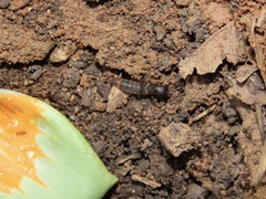 Platydracus cinnamopterus