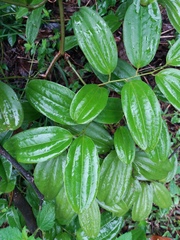 Cinnamomum verum