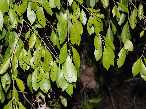 Denhamia disperma (Denhamia disperma)