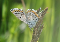 Plebejus argyrognomon