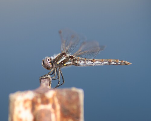 Variegated Meadowhawk