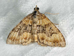 Chrysolarentia