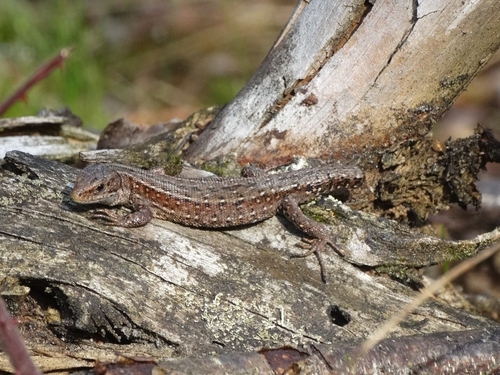 Viviparous Lizard