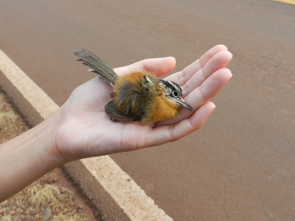 Bertoni's Antbird