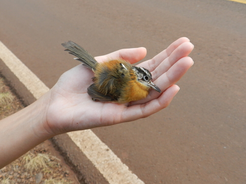 Bertoni's Antbird (Drymophila rubricollis), photo 9