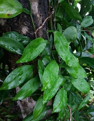 Pothos scandens