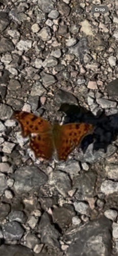 Eastern Comma