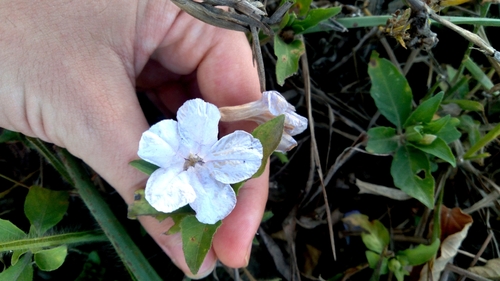 Ruellia bahiensis