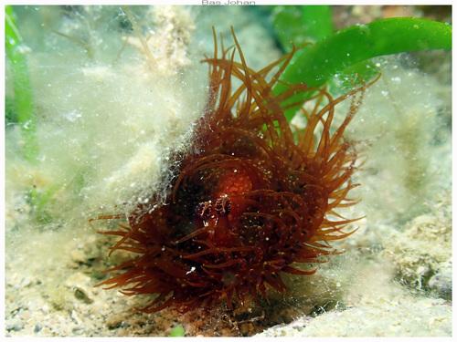 Madrella ferruginosa observed 2026-09-27