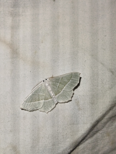 Light Emerald