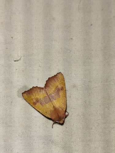 Centre-barred Sallow
