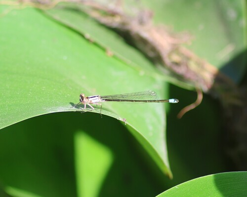 Pacific Forktail