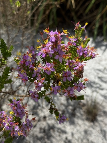 Marcetia taxifolia