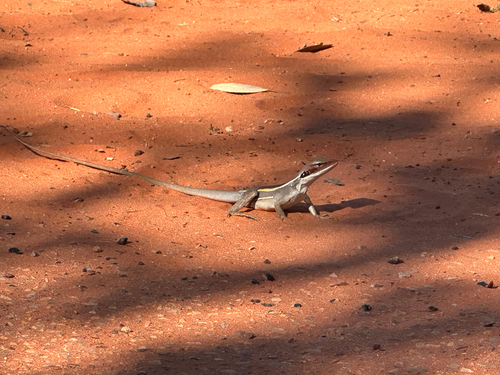 Long-nosed Dragon