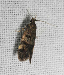 Barea subviridella