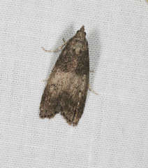 Aphomia baryptera