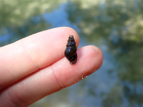Elimia carinifera observed 2026-09-26