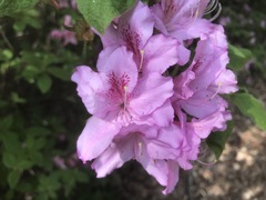 Rhododendron macrosepalum