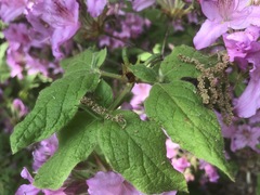 Rhododendron macrosepalum