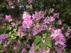 Rhododendron macrosepalum