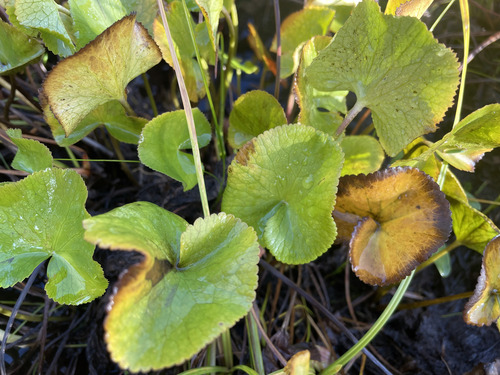 Nephrophyllidium crista-galli observed 2026-09-26