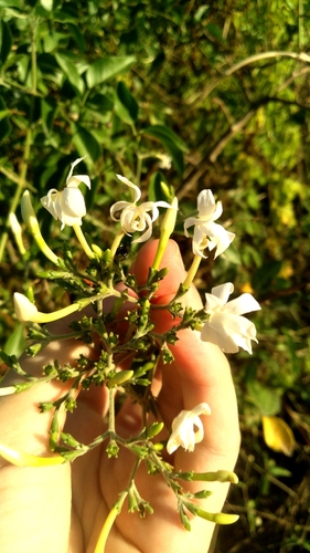 River Jasmine
